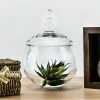 Glass Candy Buffet Apothecary Jar, H-10" D-5" (Wholesale 8 PCS/Case)