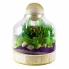Glass Terrarium Vase With Wood Base And Stopper, H-10" D-7" (Wholesale 6 PCS/Case)