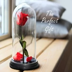 Glass Cloche Display Dome With Black Wood Base, H-15" D-7" (Wholesale 4 PCS/Case) -Glass Vases Boutique de vente gdo110 14wb gift