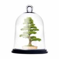 Glass Bell Dome Cloche With Black Wood Base, H-13" D-10" (Wholesale 2 PCS/Case)