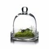 Glass Bell Dome Cloche With Glass Tray Base, H-8" D-7" (Wholesale 4 PCS/Case)