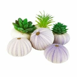 Natural Sea Urchin Purple Sea Shells, 2" - 3", Pack Of 72 Pcs -Glass Vases Boutique de vente purple white sea urchin shells vfss0401 03 plants