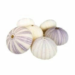 Natural Sea Urchin Purple Sea Shells, 2" - 3", Pack Of 72 Pcs -Glass Vases Boutique de vente purple white sea urchin shells vfss0401 03p