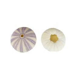 Natural Sea Urchin Purple Sea Shells, 2" - 3", Pack Of 72 Pcs -Glass Vases Boutique de vente purple white sea urchin shells vfss0401 03p f b