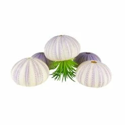 Natural Sea Urchin Purple Sea Shells, 2" - 3", Pack Of 72 Pcs -Glass Vases Boutique de vente purple white sea urchin shells vfss0401 03p jellyfish