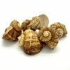 Natural Brown Rampana Sea Shells, 2" - 3", Pack Of 50 Pcs
