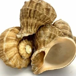 Natural Brown Rampana Sea Shells, 2" - 3", Pack Of 50 Pcs -Glass Vases Boutique de vente sea shells vfss0102 03 2