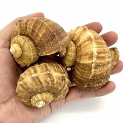Natural Brown Rampana Sea Shells, 2" - 3", Pack Of 50 Pcs -Glass Vases Boutique de vente sea shells vfss0102 03 3