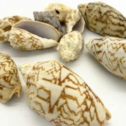 22 Lbs Tan White Voluta Sea Shells, 1.8" - 3" (Approximately 400 Pcs) -Glass Vases Boutique de vente sea shells vfss0104 00 2