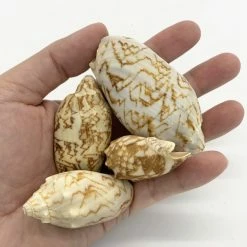 22 Lbs Tan White Voluta Sea Shells, 1.8" - 3" (Approximately 400 Pcs) -Glass Vases Boutique de vente sea shells vfss0104 00 3