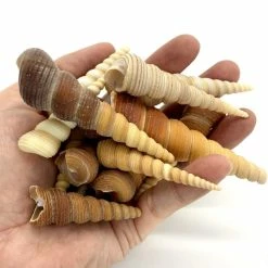 22 Lbs Brow Cream Terebra Cone Sea Shells, 1.5" - 3" (Approximately 1300 Pcs) -Glass Vases Boutique de vente sea shells vfss0105 00 2