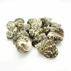 22 Lbs Green Stripe Turbo Sea Shells, 1.5" - 2" (Approximately 300 Pcs)