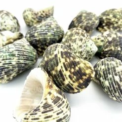 22 Lbs Green Stripe Turbo Sea Shells, 1.5" - 2" (Approximately 300 Pcs) -Glass Vases Boutique de vente seashells1 2