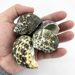 22 Lbs Green Stripe Turbo Sea Shells, 1.5" - 2" (Approximately 300 Pcs) -Glass Vases Boutique de vente seashells1 3