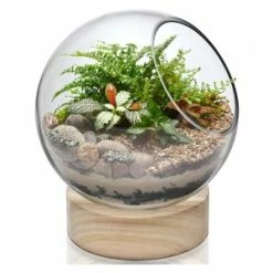 CYS Excel Slant Cut Bubble Terrarium Bowls With Wood Base. H-8.5" (Free Shipping) Pack Of 1