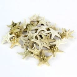 Natural White Knobby Textured Starfish, 1"-2" (Wholesale 120 PCS/Case) -Glass Vases Boutique de vente vfsf01 02 1 1