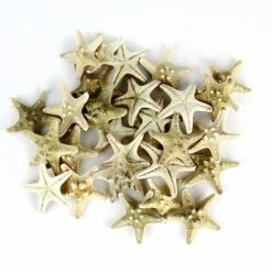 Natural White Knobby Textured Starfish, 1"-2" (Wholesale 120 PCS/Case)