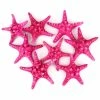 Fuchsia Pink Knobby Textured Starfish, 5"-7" (Wholesale 48 PCS/Case)