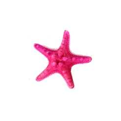 Fuchsia Pink Knobby Textured Starfish, 5"-7" (Wholesale 48 PCS/Case) -Glass Vases Boutique de vente vfsf01 05fu
