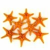 Sunset Orange Knobby Textured Starfish, 5"-7" (Wholesale 48 PCS/Case)