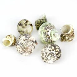 22 Lbs Green Stripe Turbo Sea Shells, 1.5" - 2" (Approximately 300 Pcs) -Glass Vases Boutique de vente vfss0101 00