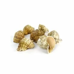 Natural Brown Rampana Sea Shells, 2" - 3", Pack Of 50 Pcs -Glass Vases Boutique de vente vfss0102 03