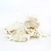 White Lambis Spider Conch Sea Shells, 4" - 4.5", Pack Of 100 Pcs