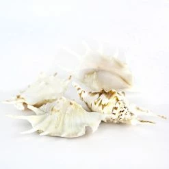 White Lambis Spider Conch Sea Shells, 4" - 4.5", Pack Of 100 Pcs