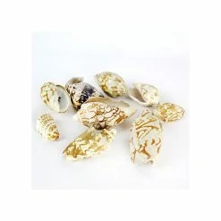 22 Lbs Tan White Voluta Sea Shells, 1.8" - 3" (Approximately 400 Pcs) -Glass Vases Boutique de vente vfss0104 00