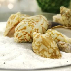 22 Lbs Tan White Voluta Sea Shells, 1.8" - 3" (Approximately 400 Pcs) -Glass Vases Boutique de vente vfss0104 00 4
