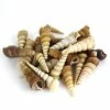 22 Lbs Brow Cream Terebra Cone Sea Shells, 1.5" - 3" (Approximately 1300 Pcs)