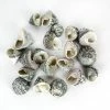 22 Lbs Grey Striped Stellatus Sea Shells, 1.5" - 3" (Approximately 1000 Pcs)