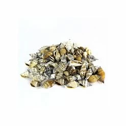 22 Lbs Brown Cream Strombus Urceus Conch Sea Shells, 1"-2" (Approximately 2650 Pcs)