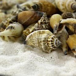 22 Lbs Brown Cream Strombus Urceus Conch Sea Shells, 1"-2" (Approximately 2650 Pcs) -Glass Vases Boutique de vente vfss0108 00 4