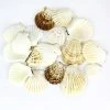 22 Lbs Cream Brown Pecten Vexillum Fan Sea Shells, 2.5" - 3.25" (Approximately 550 Pcs)