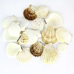 22 Lbs Cream Brown Pecten Vexillum Fan Sea Shells, 2.5" - 3.25" (Approximately 550 Pcs)