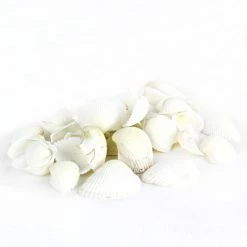 26.4 Lbs White Arca Ovalis Blood Ark Clam Sea Shells, 1" - 2" (Approximately 2160 Pcs) 10 26.4 Lbs White Arca Ovalis Blood Ark Clam Sea Shells, 1" - 2" (Approximately 2160 Pcs) -Glass Vases Boutique de vente vfss0301 00