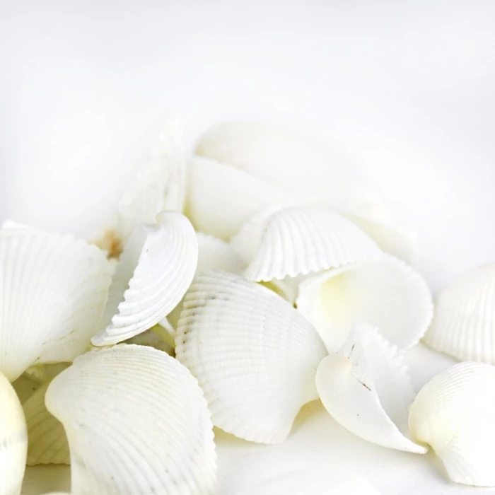 26.4 Lbs White Arca Ovalis Blood Ark Clam Sea Shells, 1" - 2" (Approximately 2160 Pcs) 6 26.4 Lbs White Arca Ovalis Blood Ark Clam Sea Shells, 1" - 2" (Approximately 2160 Pcs) – Image 6