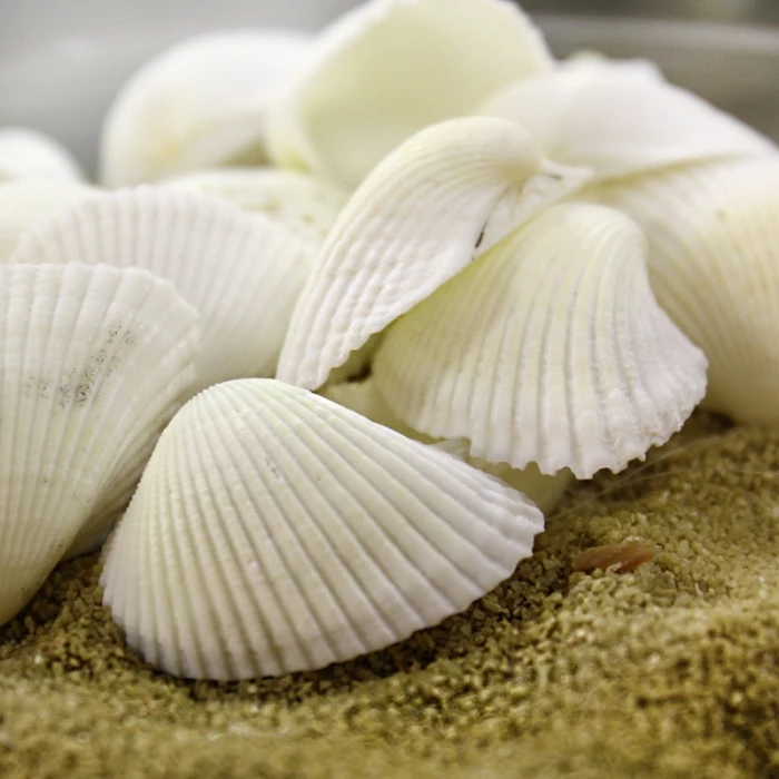 26.4 Lbs White Arca Ovalis Blood Ark Clam Sea Shells, 1" - 2" (Approximately 2160 Pcs) 5 26.4 Lbs White Arca Ovalis Blood Ark Clam Sea Shells, 1" - 2" (Approximately 2160 Pcs) – Image 5