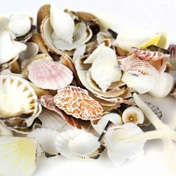 19.2 Lbs Mixed Sea Shells With Bleached Finger Starfish (Approximately 1260 Pcs)