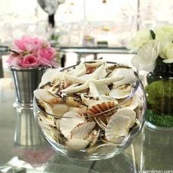 19.2 Lbs White Mixed Sea Shells With Bleached Finger Starfish (Approximately 1200 Pcs) -Glass Vases Boutique de vente vfss2002 00 5