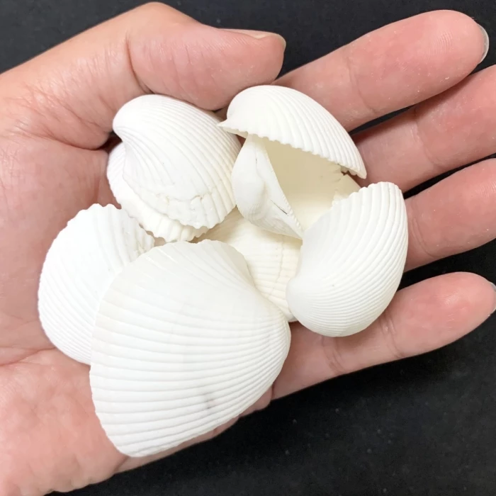 26.4 Lbs White Arca Ovalis Blood Ark Clam Sea Shells, 1" - 2" (Approximately 2160 Pcs) 3 26.4 Lbs White Arca Ovalis Blood Ark Clam Sea Shells, 1" - 2" (Approximately 2160 Pcs) – Image 3