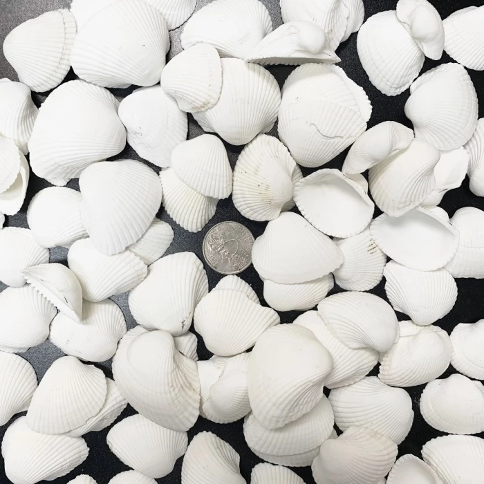 26.4 Lbs White Arca Ovalis Blood Ark Clam Sea Shells, 1" - 2" (Approximately 2160 Pcs) 2 26.4 Lbs White Arca Ovalis Blood Ark Clam Sea Shells, 1" - 2" (Approximately 2160 Pcs) – Image 2