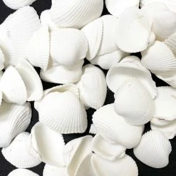 26.4 Lbs White Arca Ovalis Blood Ark Clam Sea Shells, 1" - 2" (Approximately 2160 Pcs)