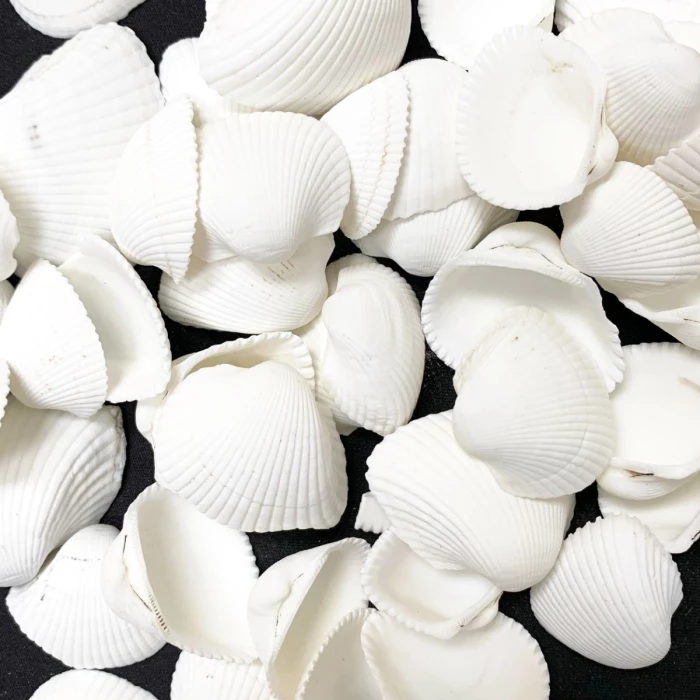 26.4 Lbs White Arca Ovalis Blood Ark Clam Sea Shells, 1" - 2" (Approximately 2160 Pcs) 1 26.4 Lbs White Arca Ovalis Blood Ark Clam Sea Shells, 1" - 2" (Approximately 2160 Pcs)